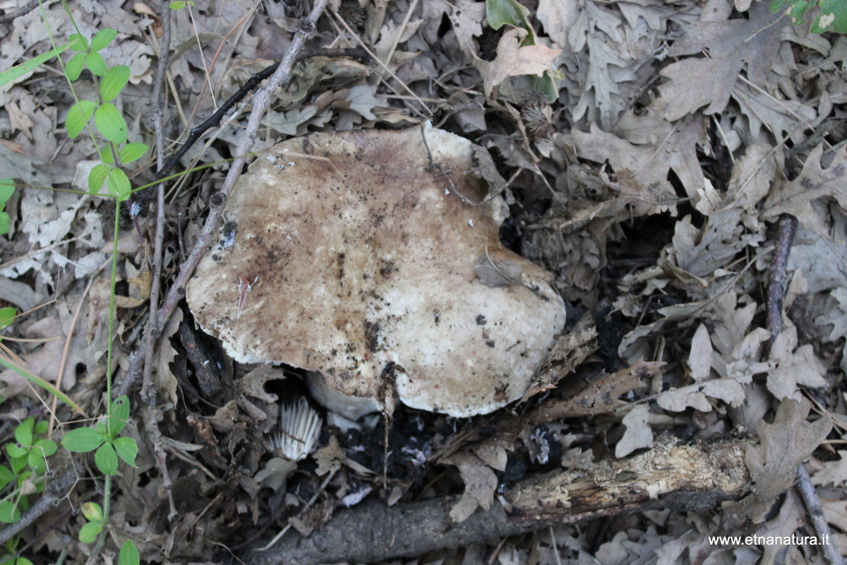 Russula densifolia