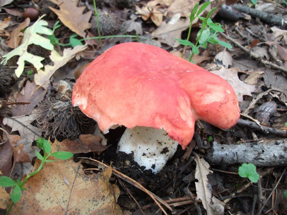 Russula persicina