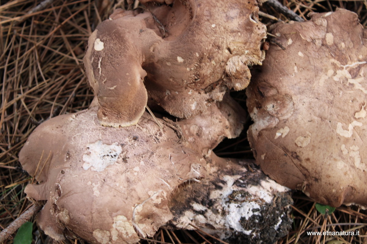Sarcodon laevigatum