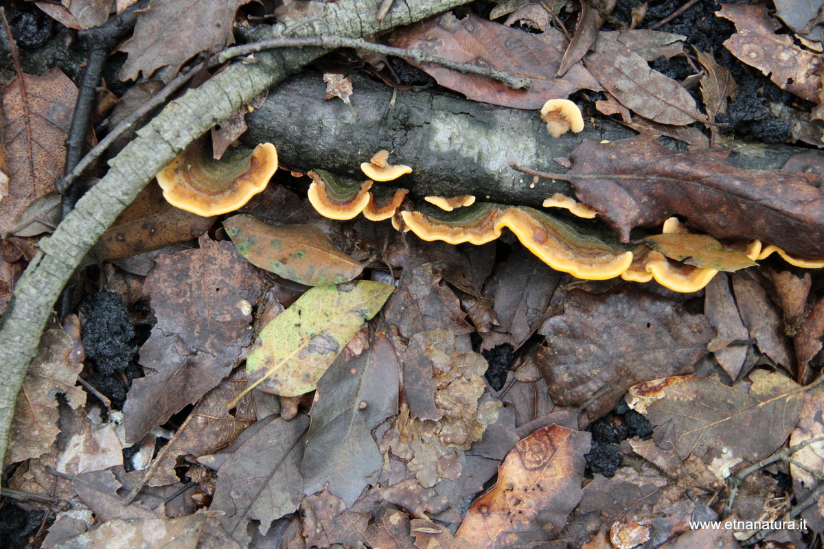 Stereum hirsutum