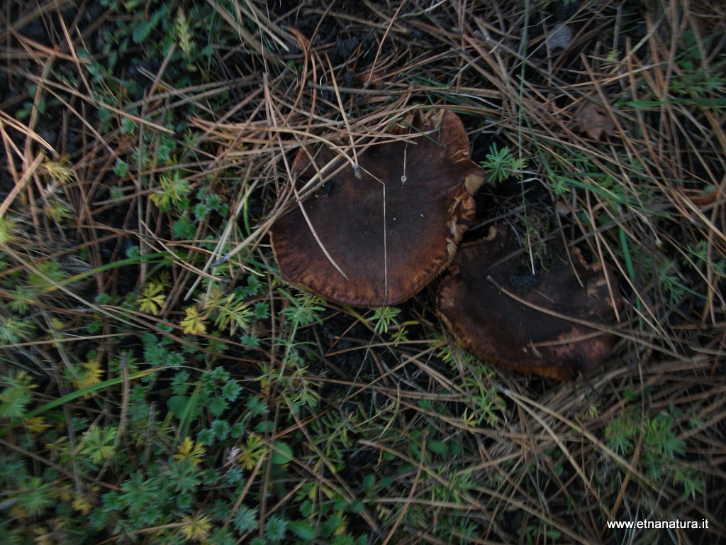 Suillus granulatus