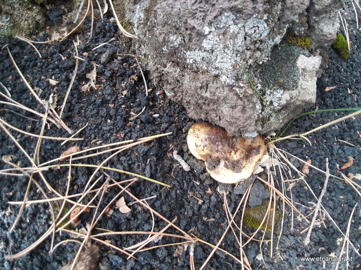 Suillus luteus