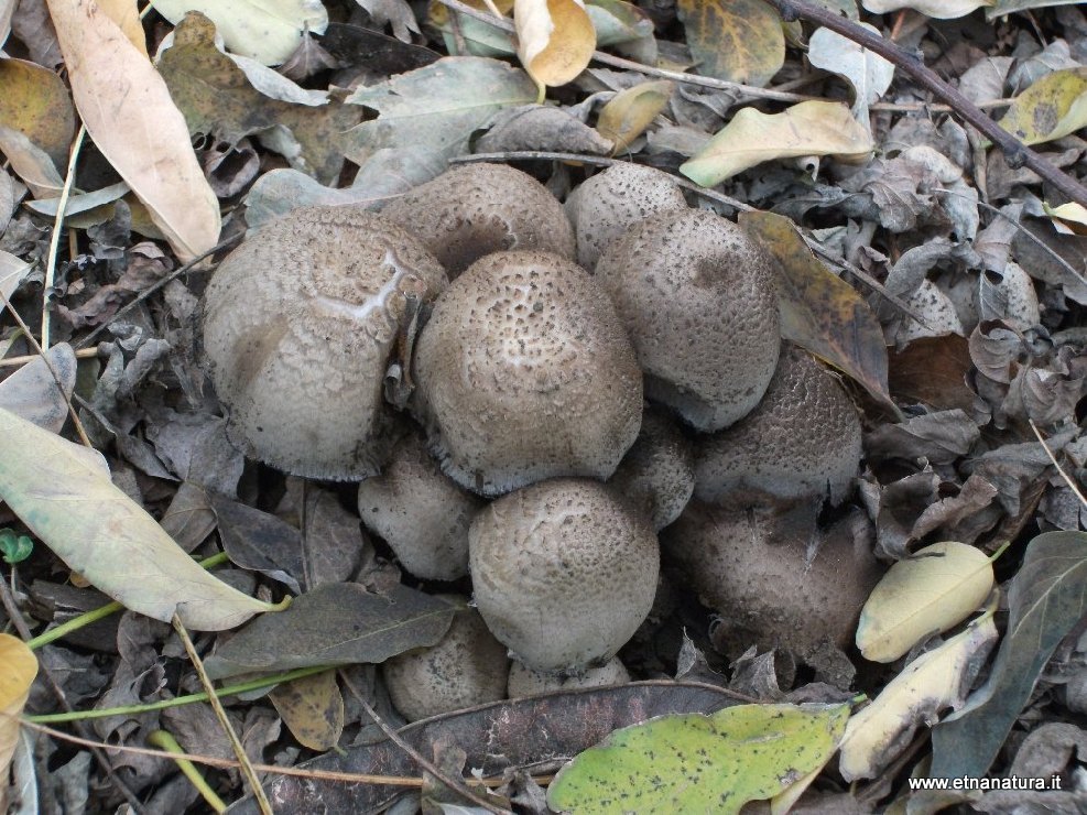 Tricholoma scalpturatum