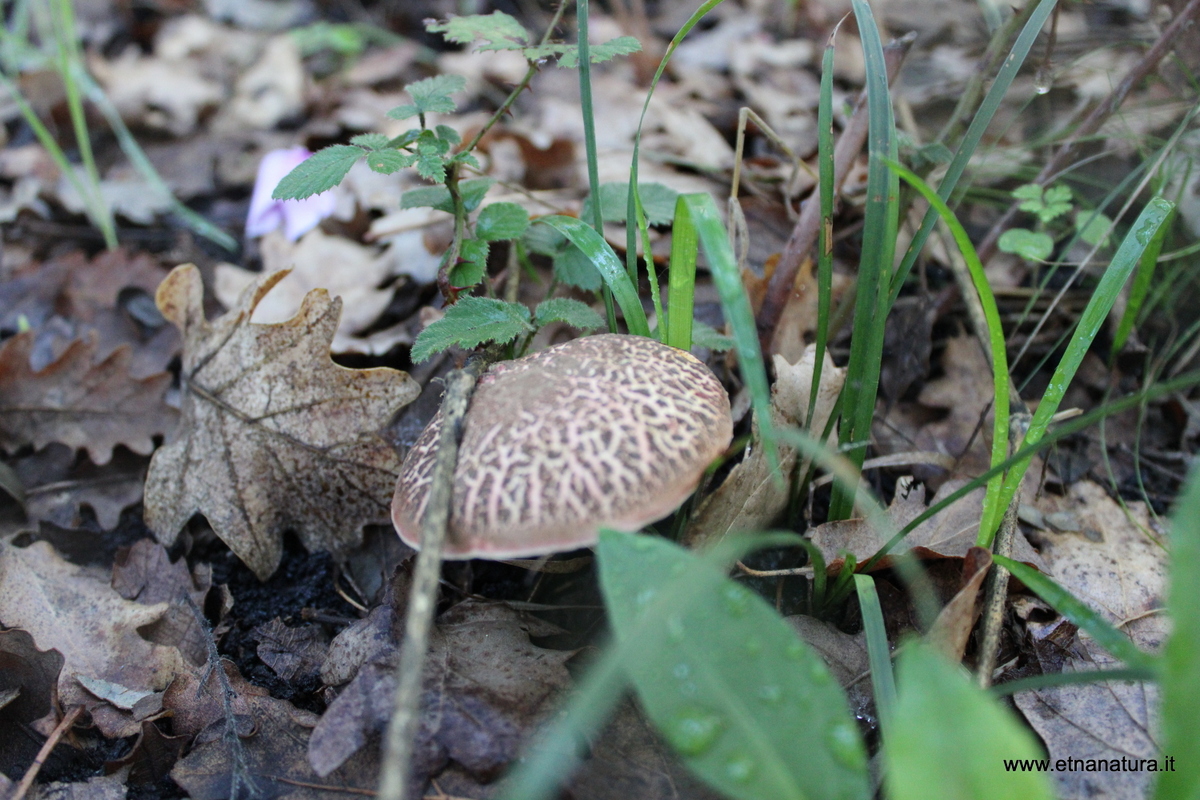 Xerocomellus cisalpinus