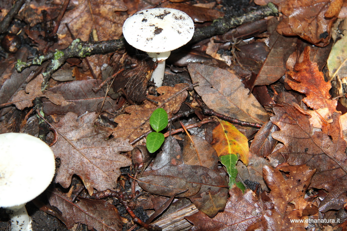 Amanita verna