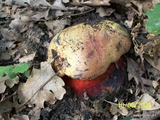 Boletus rhodopurpureus