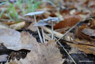 Coprinus halopus