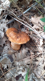 Gyroporus castaneus