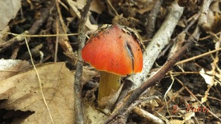 Hygrocybe conica