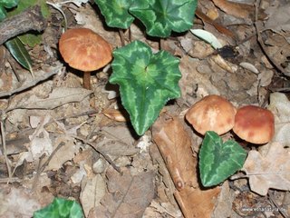 Laccaria proxima