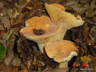 Lactarius volemus