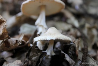 Lepiota ignivolvata