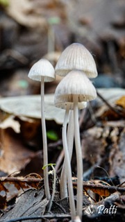Mycena galopus