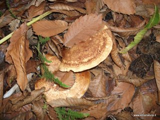 Paxillus involutus