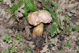 Rubroboletus rhodoxanth