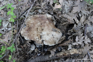 Russula densifolia