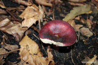 Russula turci