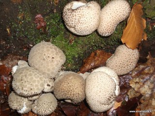 Scleroderma citrinum