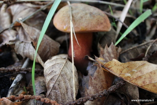 Suillellus mendax