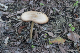 Volvopluteus gloiocephalus