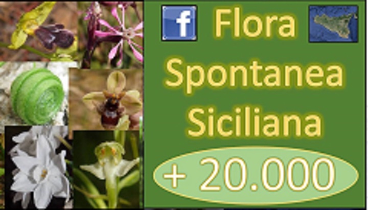 Flora spontanea Siciliana