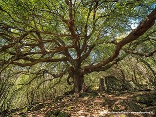 Alberi monumentali