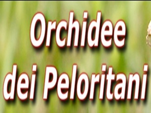 Orchidee dei Peloritani