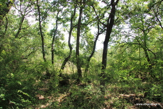 Bosco di Aci