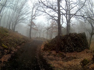 Demanio monte Crisimo