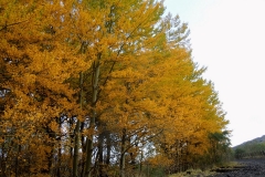 19-11-2017 17-31-38