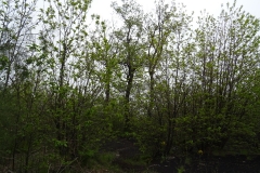 19-05-2018-10-46-34