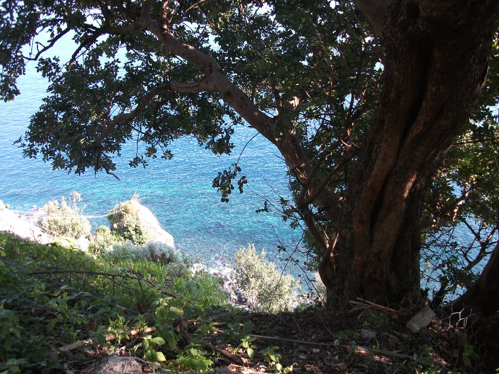 Carrubbo_Ceratonia_siliqua_Santa_Caterina_20100124 006