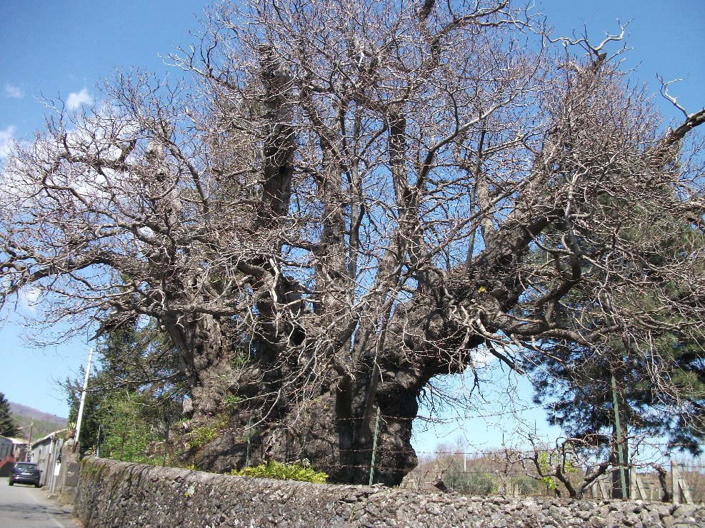 Castagno della Nave
