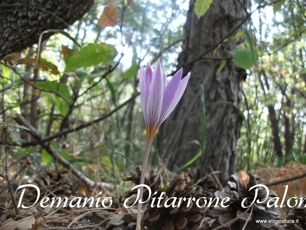Demanio Pitarrone Palomba
