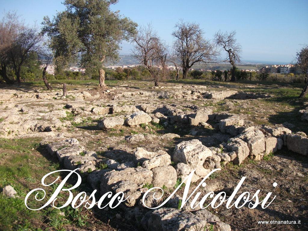 Bosco Nicolosi